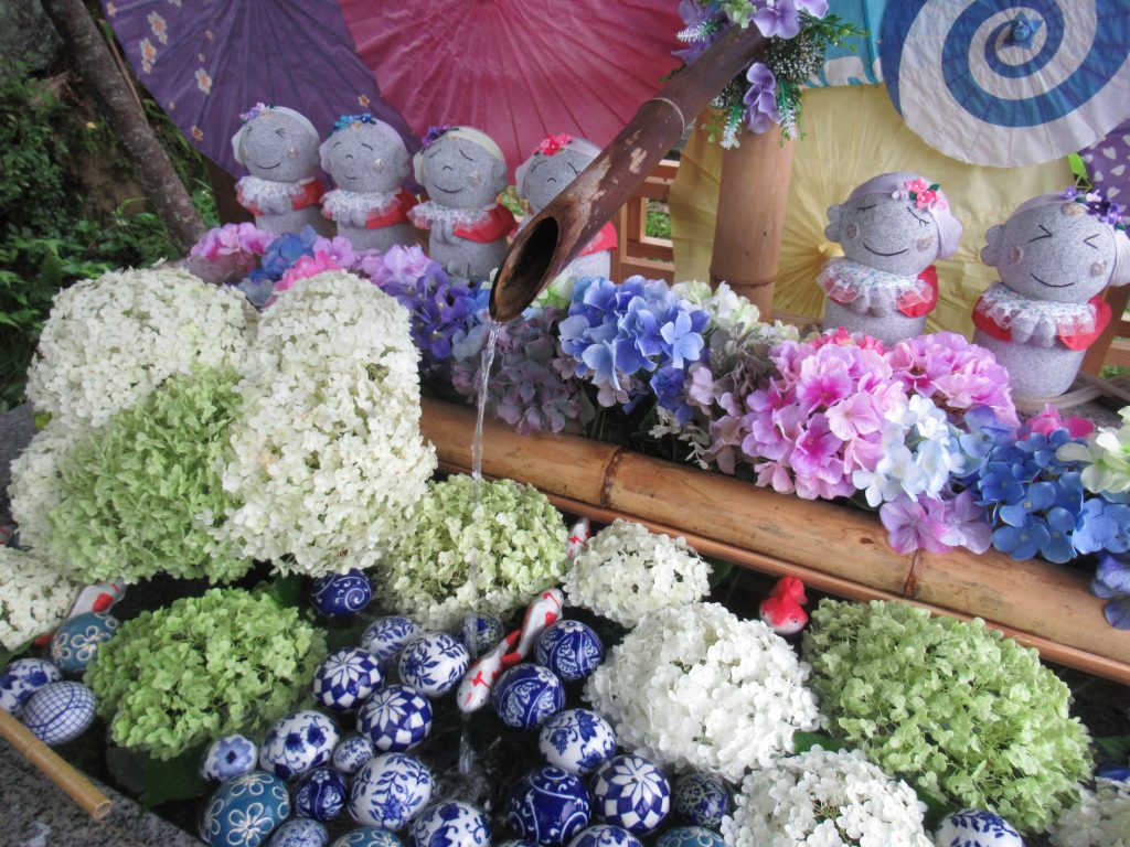 紫陽花
