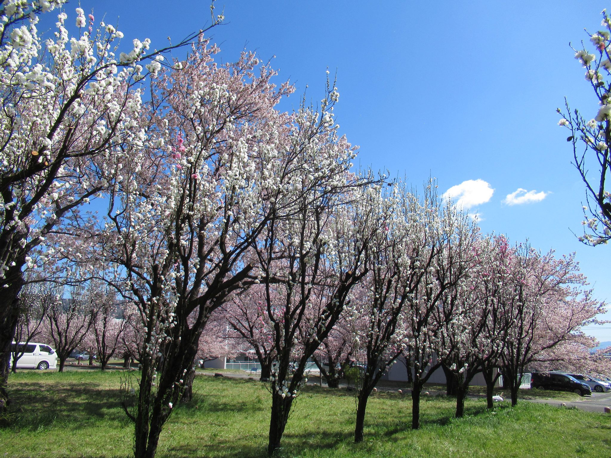 施設周辺の桜が満開の庭園。春の季節感が感じられる外構環境。