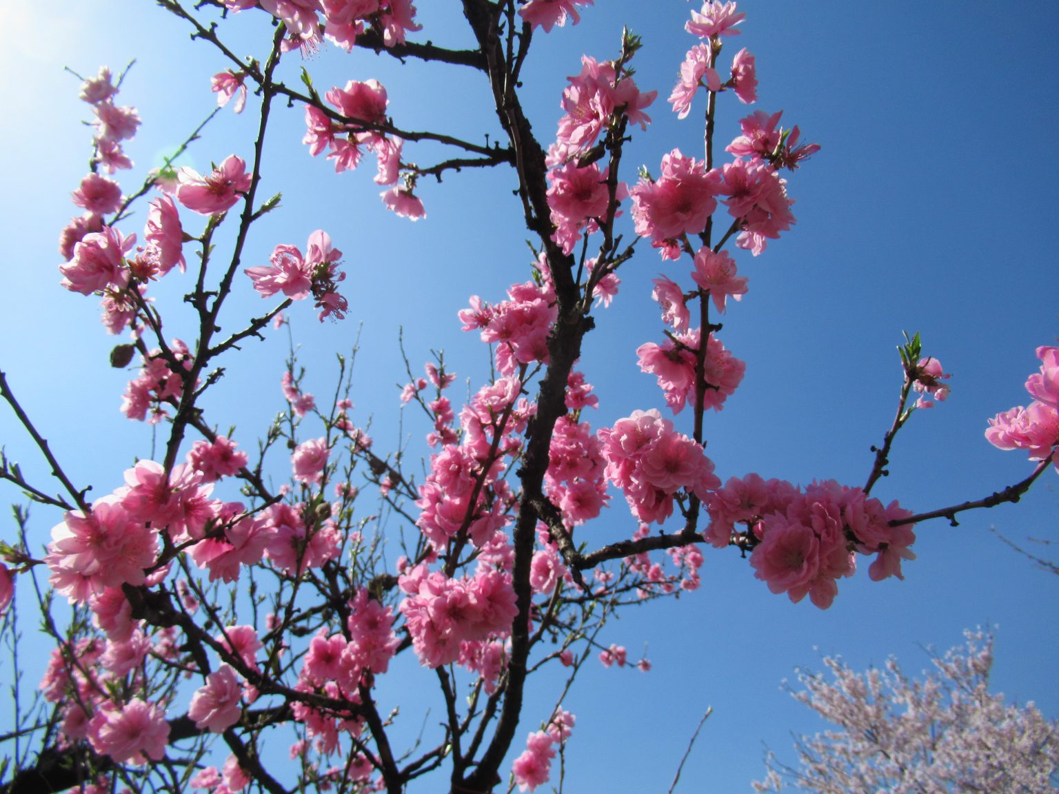 施設敷地内の桜の樹。春の季節風景で入居者の生活環境を示唆。